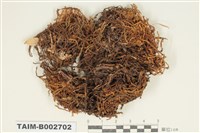 藏品(龍骨砂苔)的圖片